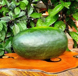 watermelon green torpedo (2)